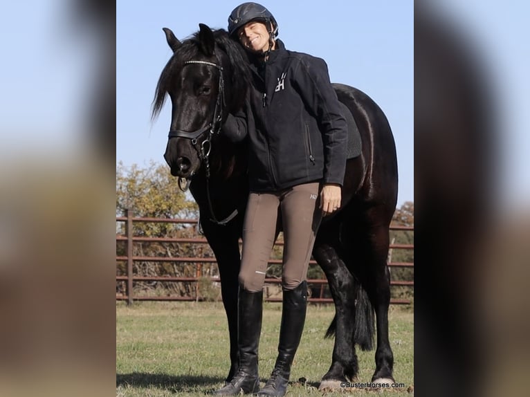 Friesian horses Gelding 6 years 15,2 hh Black in Weatherford TX