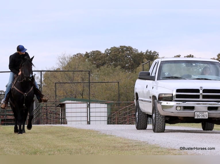 Friesian horses Gelding 6 years 15,2 hh Black in Weatherford TX