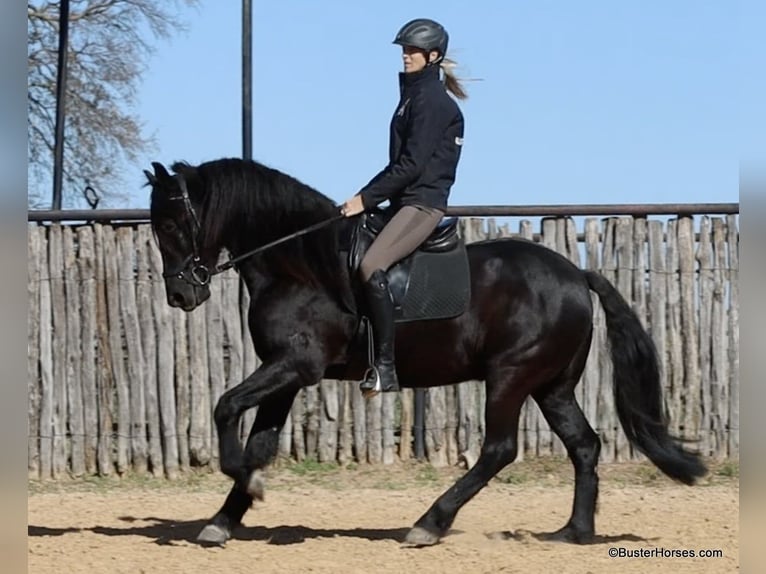 Friesian horses Gelding 6 years 15,2 hh Black in Weatherford TX