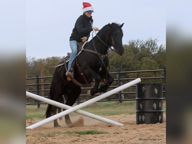 Friesian horses Gelding 6 years 15,2 hh Black in Weatherford TX