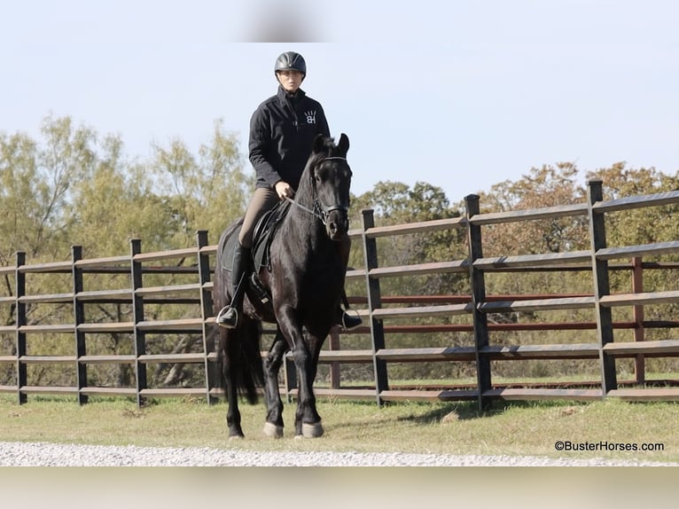 Friesian horses Gelding 6 years 15,2 hh Black in Weatherford TX