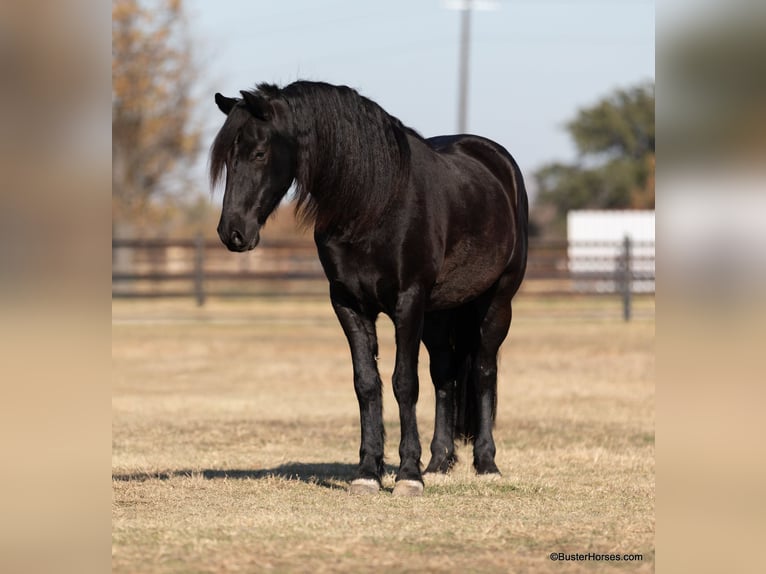 Friesian horses Gelding 6 years 15,2 hh Black in Weatherford TX