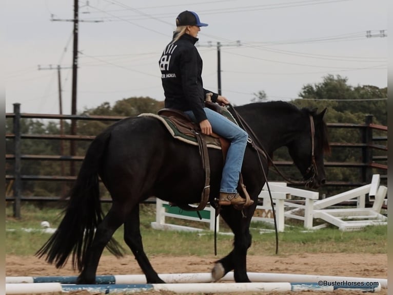 Friesian horses Gelding 6 years 15,2 hh Black in Weatherford TX