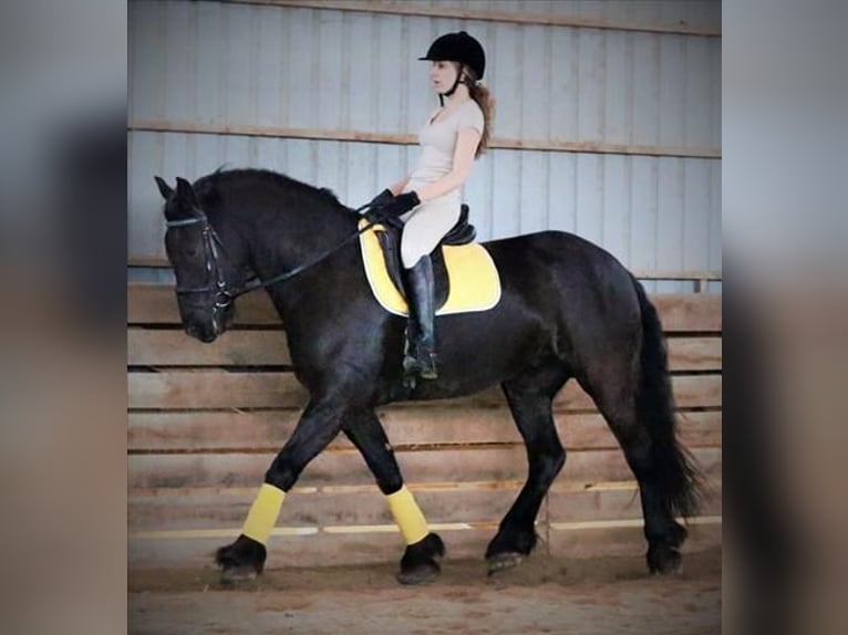 Friesian horses Gelding 6 years 15,2 hh Black in Barcelona