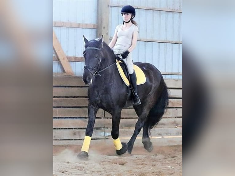 Friesian horses Gelding 6 years 15,2 hh Black in Barcelona