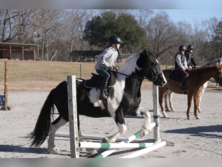 Friesian horses Mix Gelding 6 years 15.2 hh Pinto in Clover