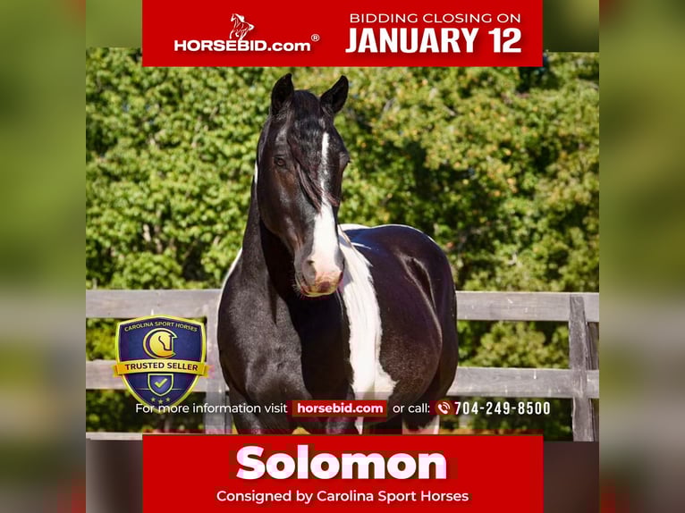 Friesian horses Mix Gelding 6 years 15.2 hh Pinto in Clover