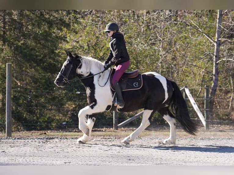 Friesian horses Mix Gelding 6 years 15.2 hh Pinto in Clover