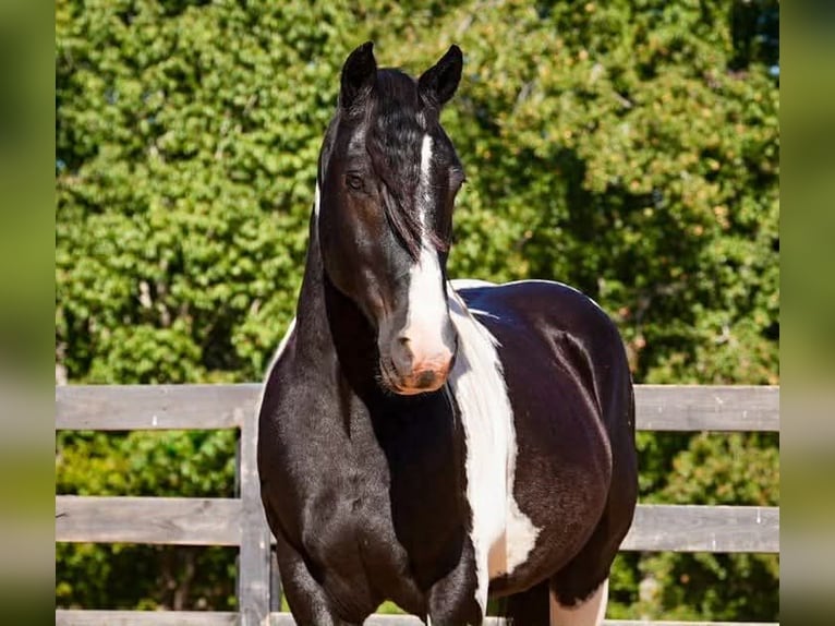 Friesian horses Mix Gelding 6 years 15.2 hh Pinto in Clover