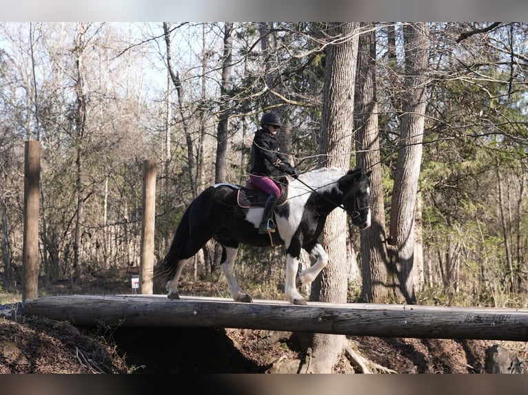 Friesian horses Mix Gelding 6 years 15.2 hh Pinto in Clover