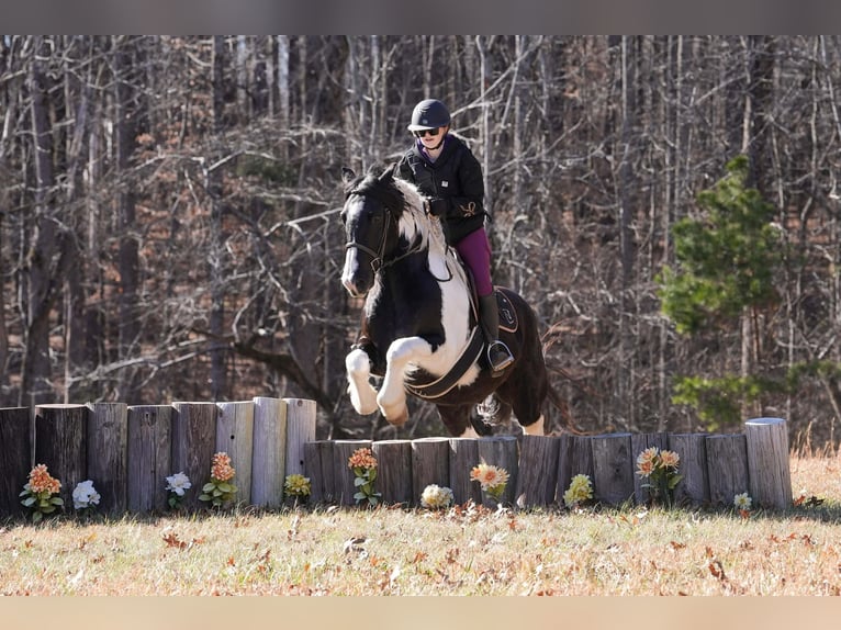 Friesian horses Mix Gelding 6 years 15.2 hh Pinto in Clover