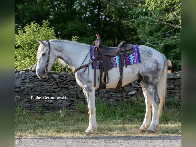 Friesian horses Gelding 6 years 15,2 hh Tobiano-all-colors in Everett PA