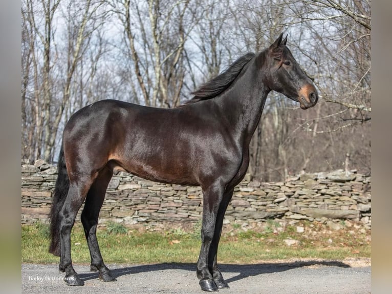 Friesian horses Gelding 6 years 15,3 hh Bay in Everette PA