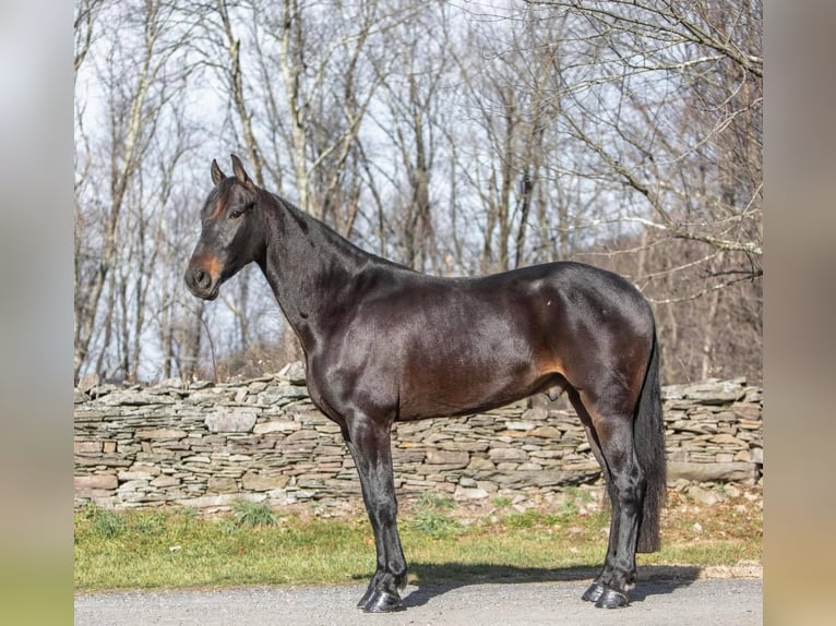 Friesian horses Gelding 6 years 15,3 hh Bay in Everette PA