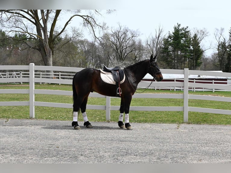 Friesian horses Gelding 6 years 15,3 hh Bay in sturgis MI