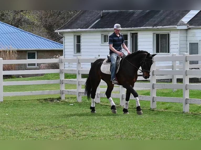 Friesian horses Gelding 6 years 15,3 hh Bay in sturgis MI