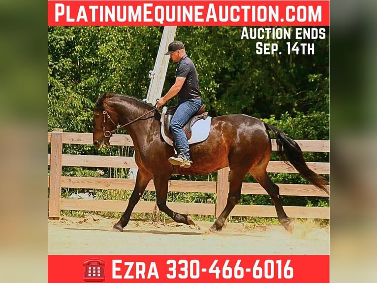 Friesian horses Gelding 6 years 15.3 hh Bay in Wooster Oh