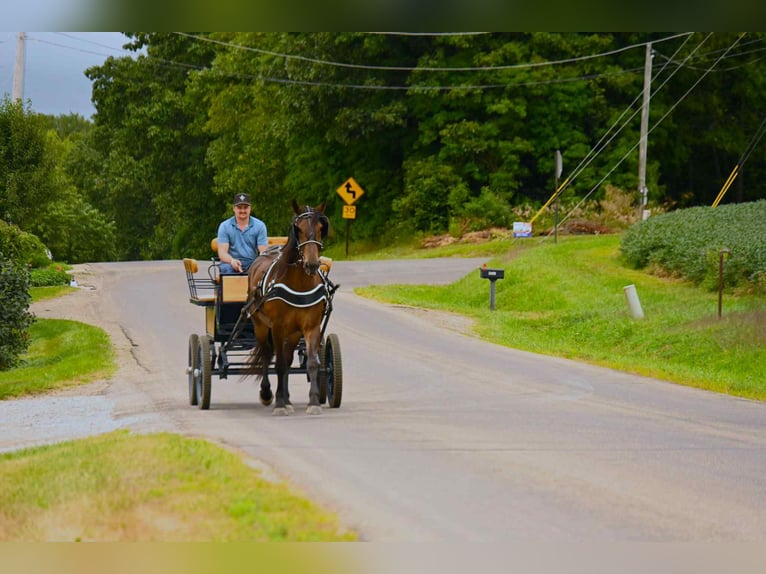 Friesian horses Gelding 6 years 15.3 hh Bay in Wooster Oh