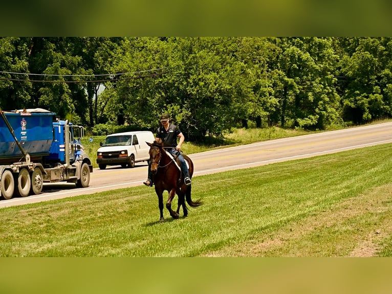 Friesian horses Gelding 6 years 15.3 hh Bay in Wooster Oh