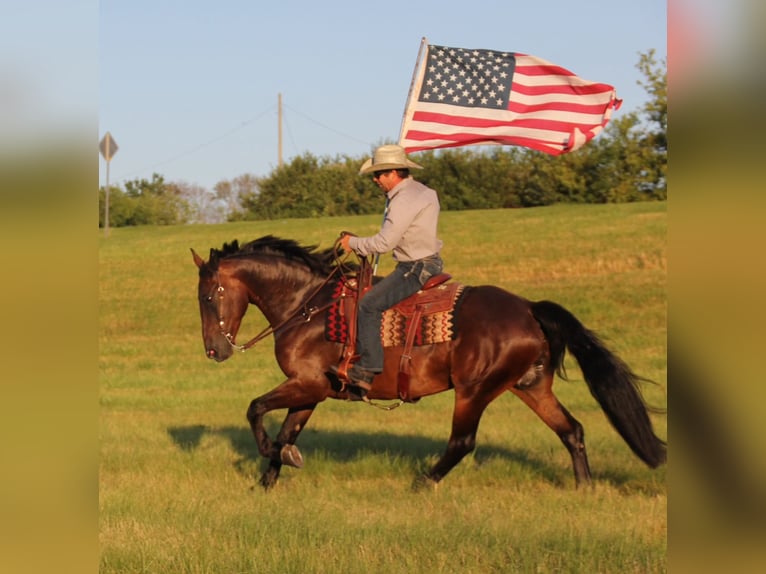 Friesian horses Mix Gelding 6 years 15,3 hh Bay in Cambridge, IA