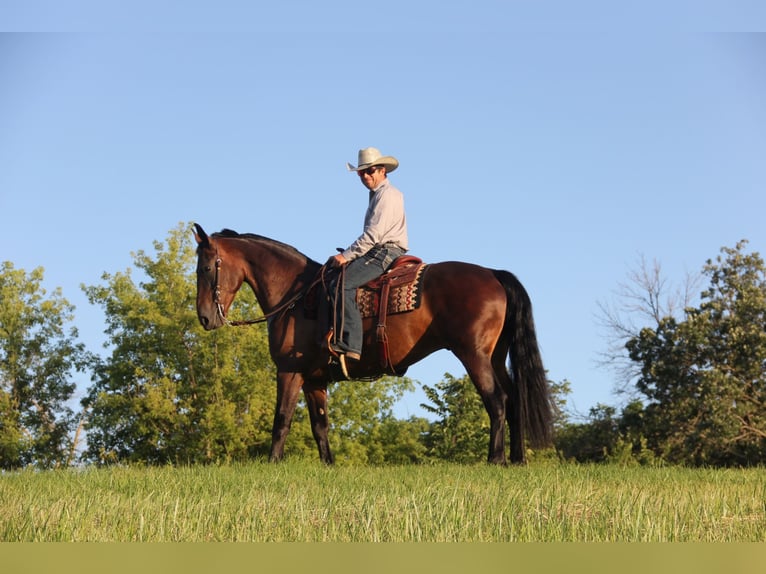 Friesian horses Mix Gelding 6 years 15,3 hh Bay in Cambridge, IA