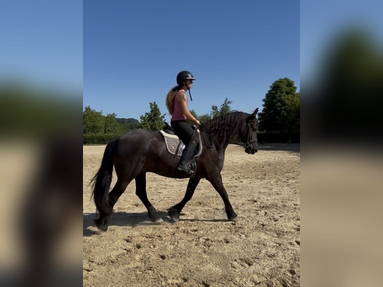 Friesian horses Gelding 6 years 15.3 hh Black in Marburg