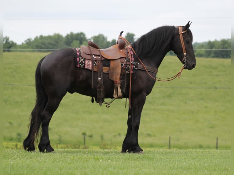 Friesian horses Gelding 6 years 15,3 hh Black in Whitley City KY