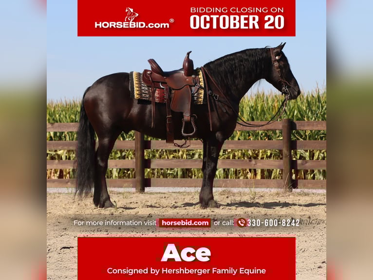 Friesian horses Gelding 6 years 15,3 hh Black in Sugarcreek