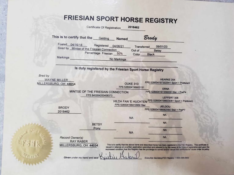 Friesian horses Gelding 6 years 15,3 hh Black in Millersburg OH