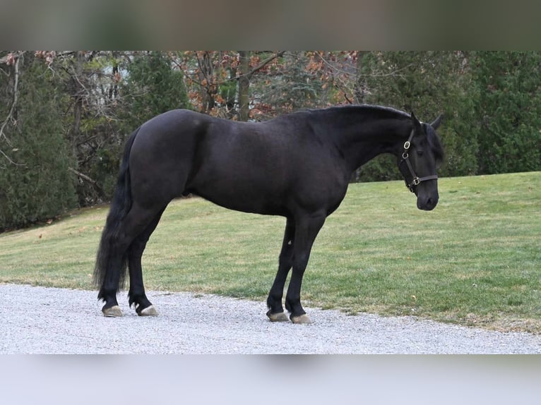 Friesian horses Gelding 6 years 15,3 hh Black in Millersburg OH
