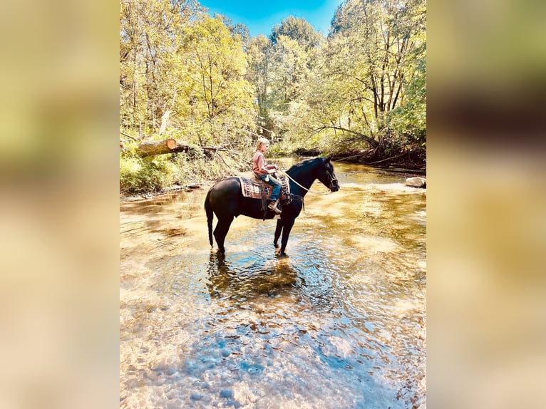 Friesian horses Gelding 6 years 15,3 hh Black in North Judson IN