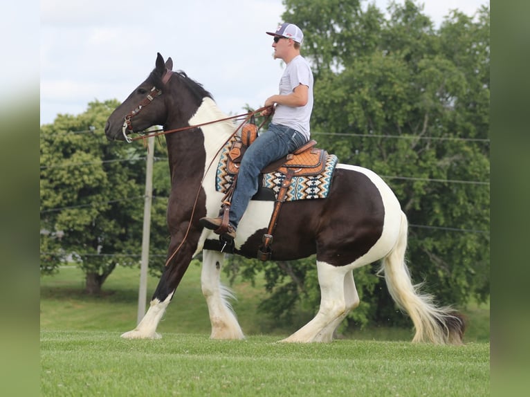 Friesian horses Gelding 6 years 15,3 hh Tobiano-all-colors in Mt. Vernon KY