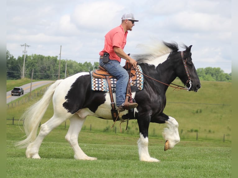 Friesian horses Gelding 6 years 15,3 hh Tobiano-all-colors in Mt. Vernon KY