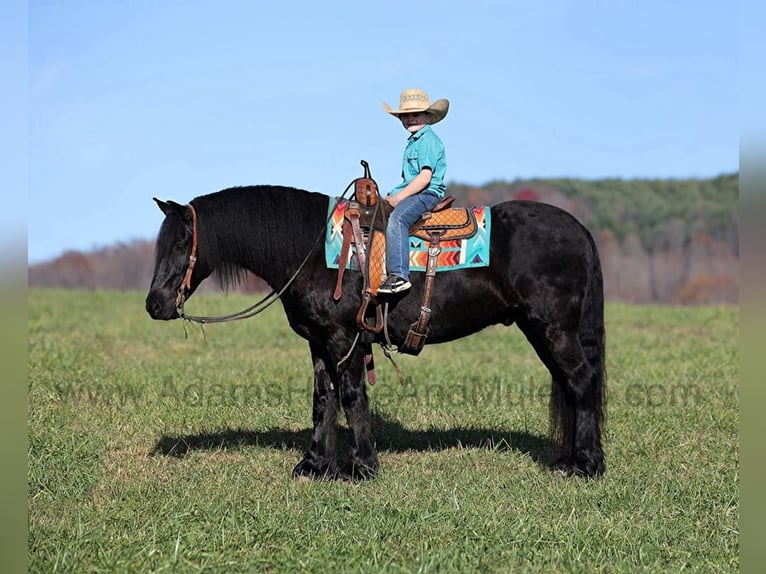 Friesian horses Gelding 6 years 15 hh Black in Mount Vernon