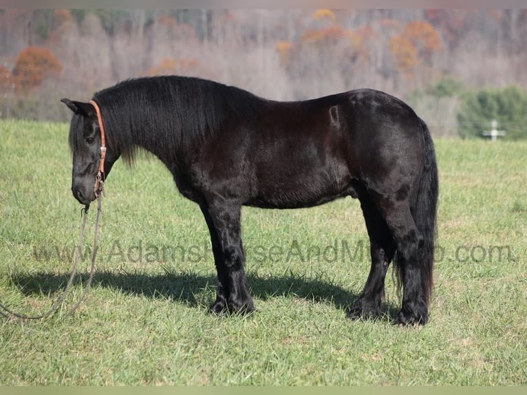 Friesian horses Gelding 6 years 15 hh Black in Mount Vernon