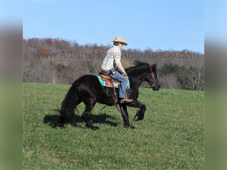 Friesian horses Gelding 6 years 15 hh Black in Mount Vernon