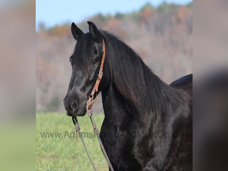 Friesian horses Gelding 6 years 15 hh Black in Mount Vernon