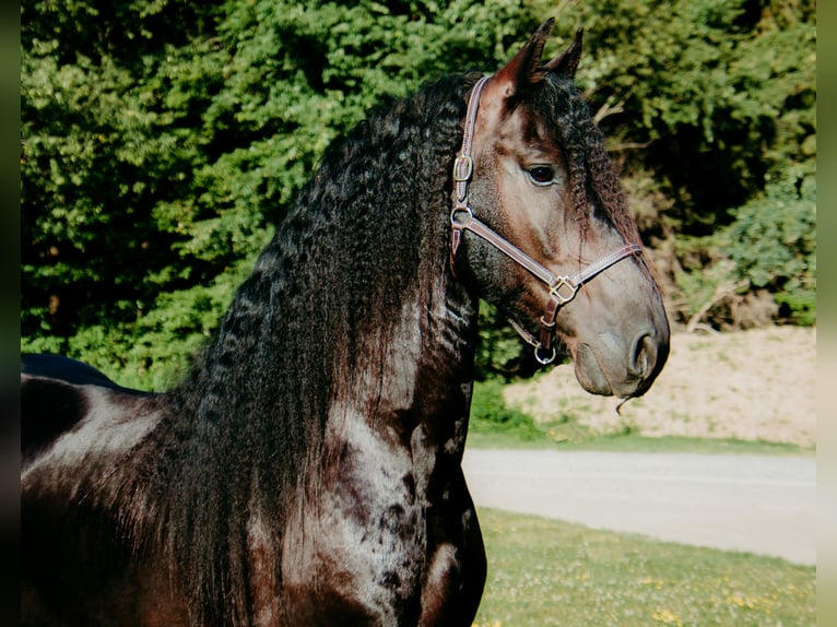 Friesian horses Mix Gelding 6 years 15 hh Black in Warsaw