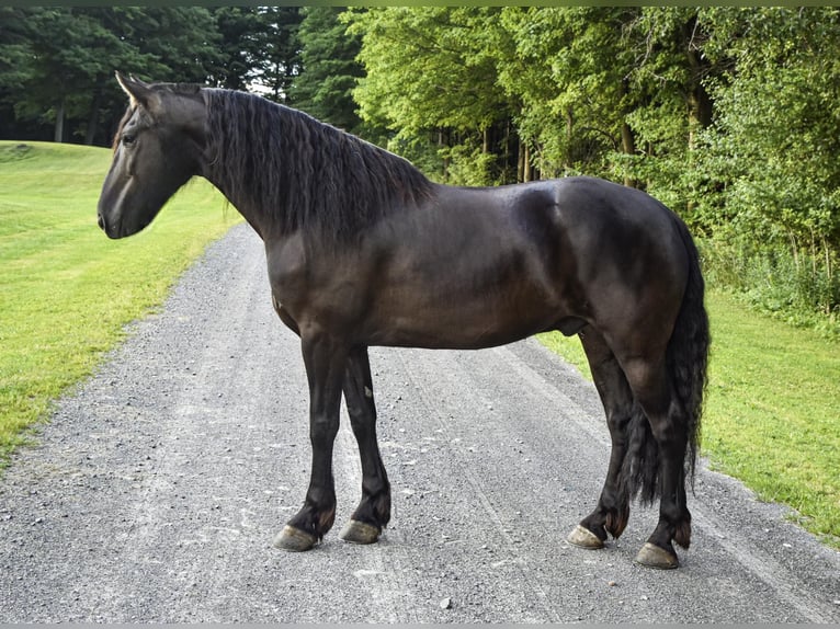 Friesian horses Gelding 6 years 15 hh Black in Warsaw NY