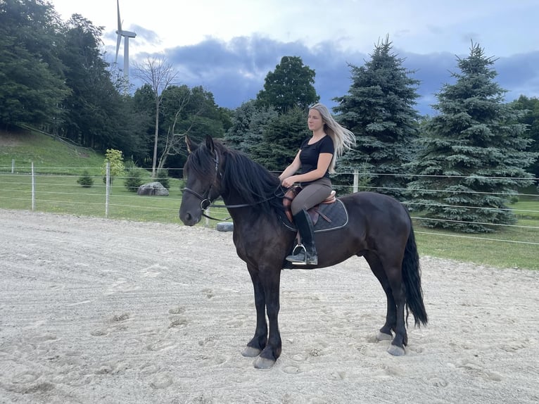 Friesian horses Gelding 6 years 15 hh Black in Warsaw NY