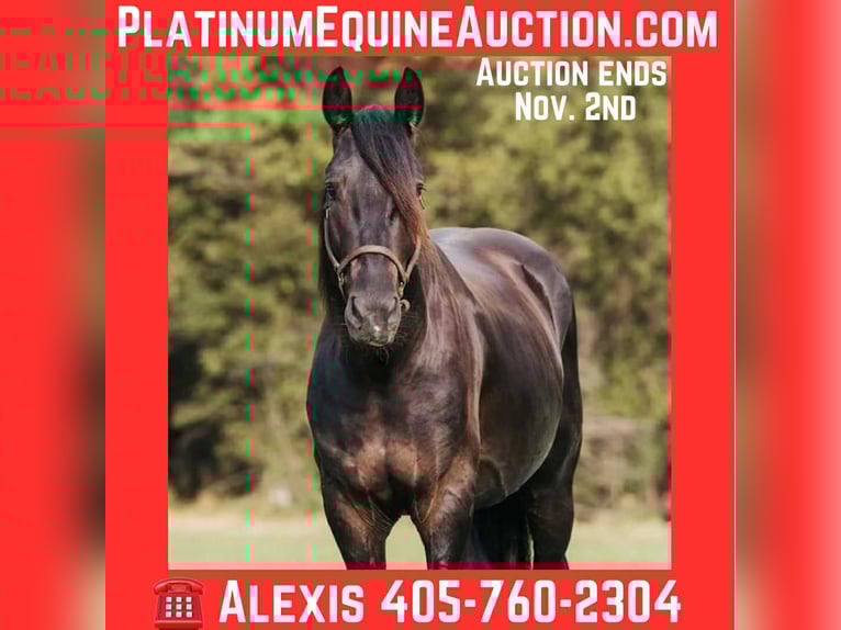 Friesian horses Gelding 6 years 15 hh Black in McLoud OK