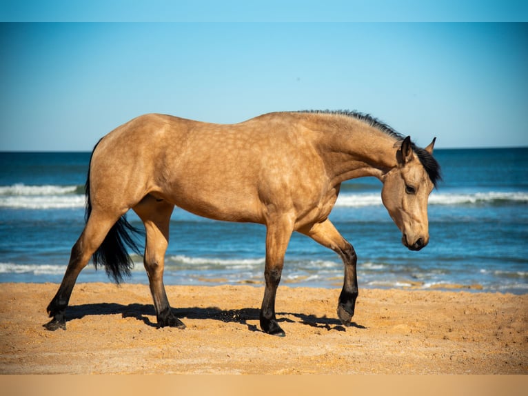Friesian horses Gelding 6 years 15 hh Buckskin in Ocala