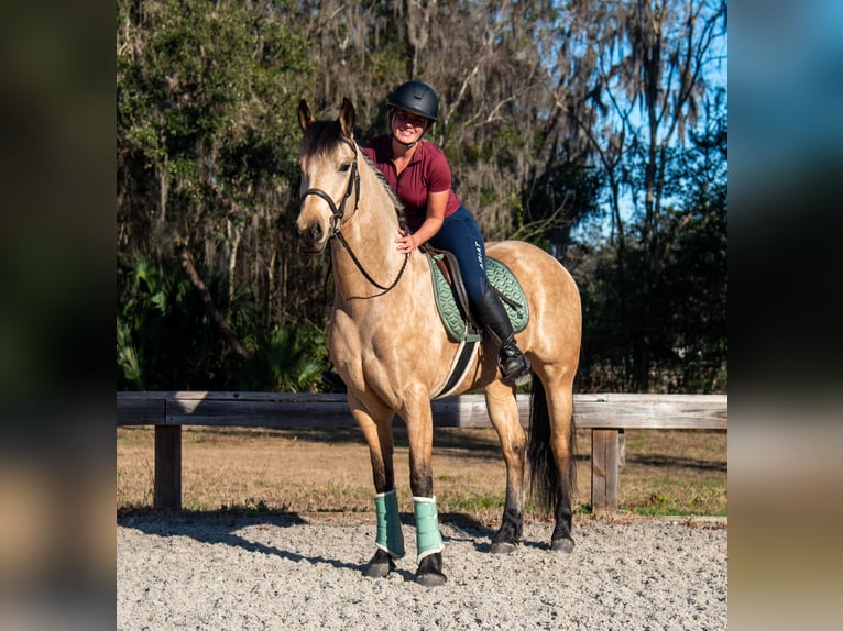 Friesian horses Gelding 6 years 15 hh Buckskin in Ocala