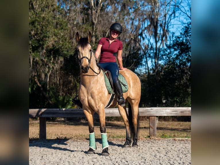 Friesian horses Gelding 6 years 15 hh Buckskin in Ocala