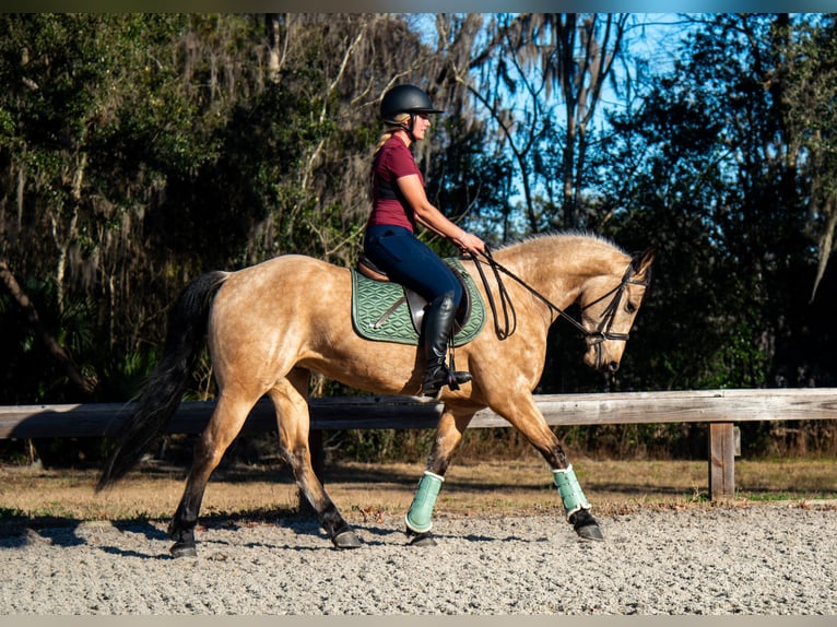 Friesian horses Gelding 6 years 15 hh Buckskin in Ocala