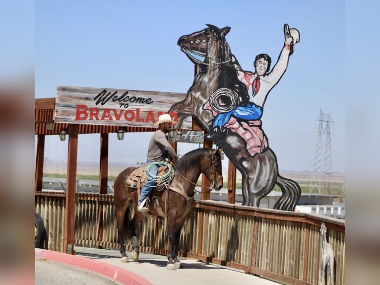 Friesian horses Gelding 6 years 15,1 hh Bay in Paicines CA