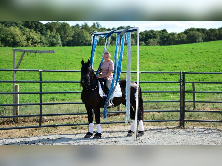 Friesian horses Mix Gelding 6 years 15,1 hh Black in Fredericksburg