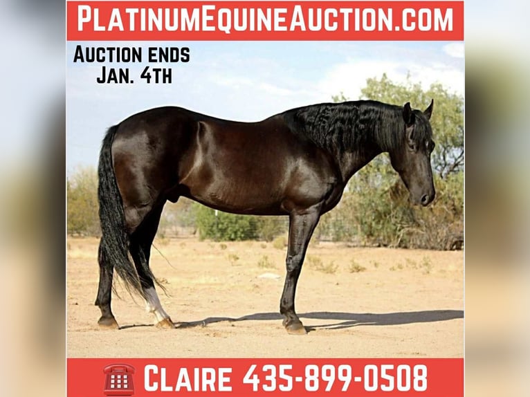 Friesian horses Gelding 6 years 15,1 hh Black in Marana