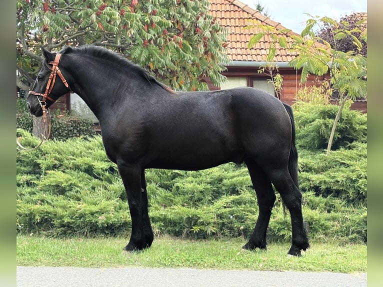 Friesian horses Mix Gelding 6 years 15,1 hh in B&#xE9;k&#xE9;s