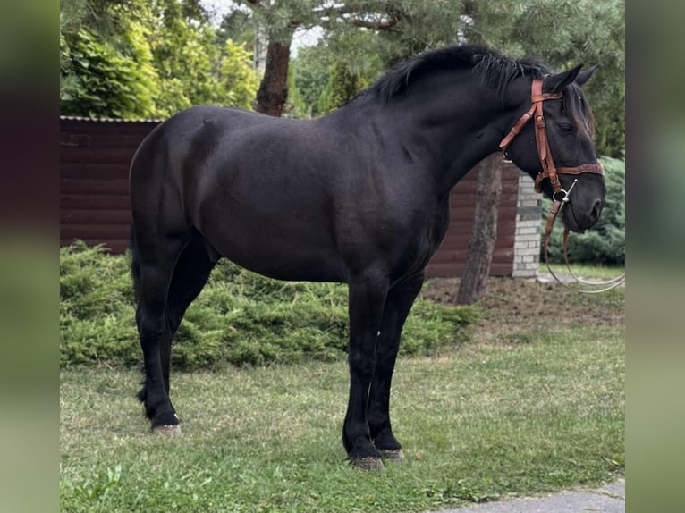 Friesian horses Mix Gelding 6 years 15,1 hh in B&#xE9;k&#xE9;s